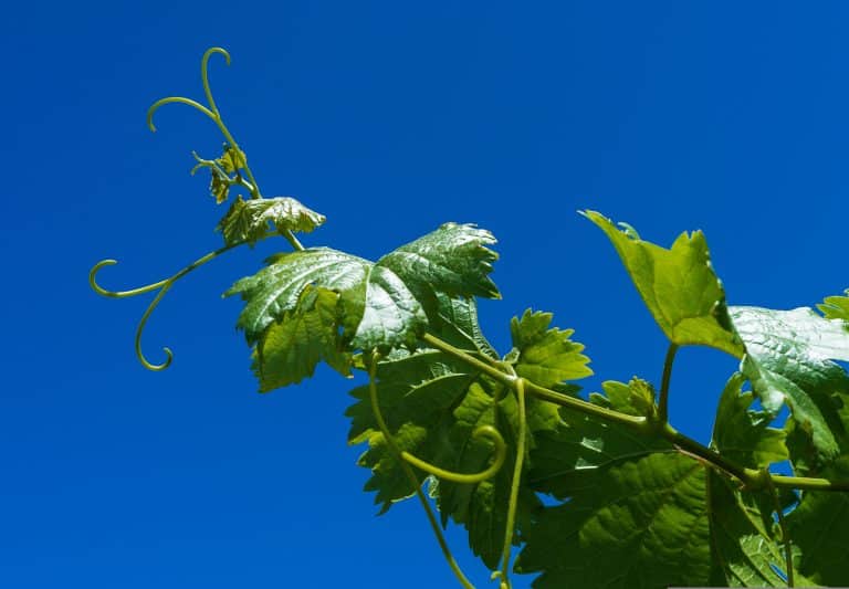 ruta del vino